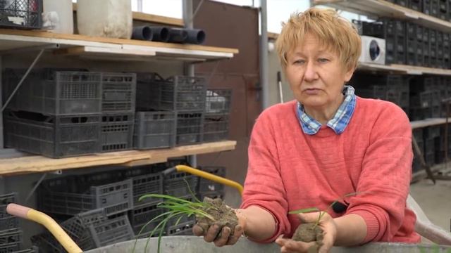 Пикировка лилейников. Часть 1 смотреть онлайн