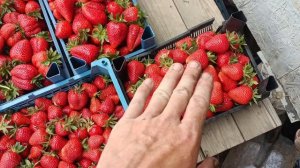 Сравнение сортов клубники Нанди,Джоли и Клери.