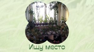 Фикус найденыш. Пересаживаю и ищу место.