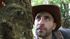 УКУСЫ МУРАВЬЯ ЛИСТОРЕЗА Муравей солдат против человека Brave Wilderness на русск