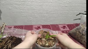 Орхидея ДЕНДРОБИУМ НОБИЛЕ. Уход и размножение. Неприхотливый сад