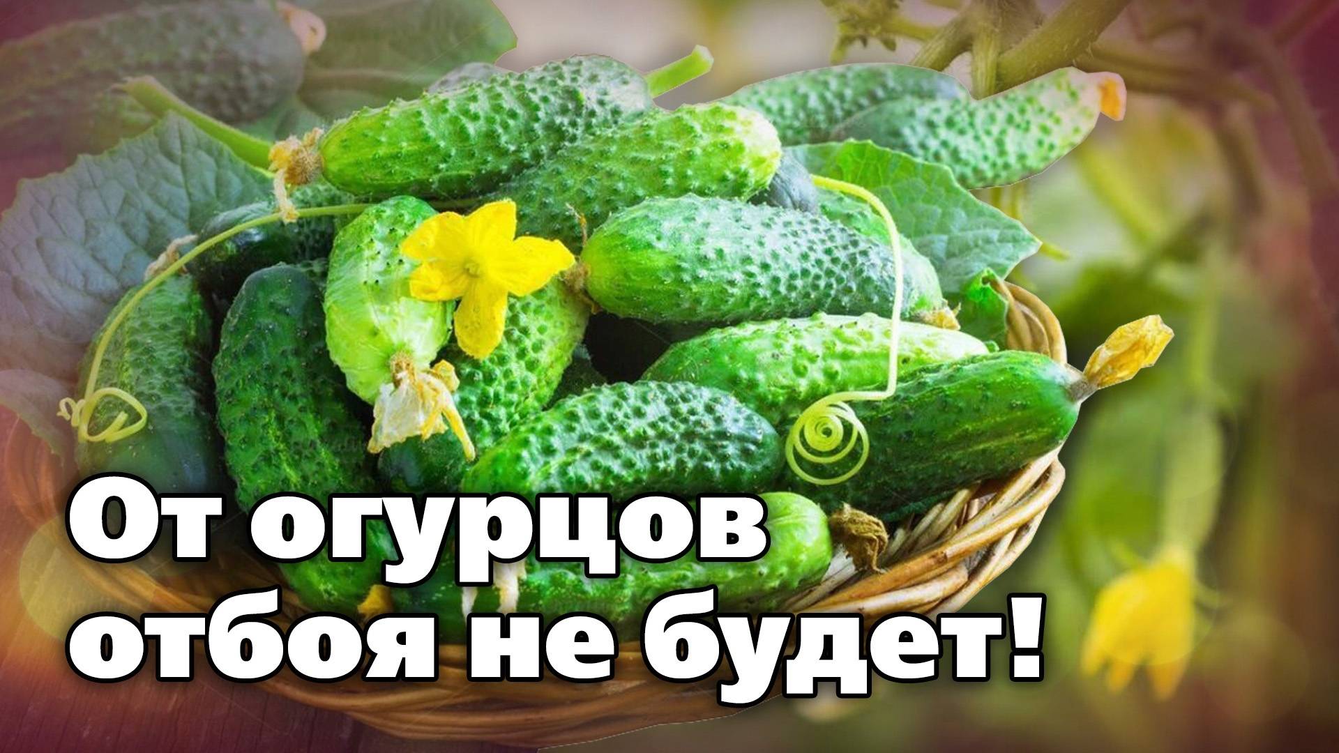 Как увеличить урожайность огурцов. План действий, проверенный годами смотреть онлайн