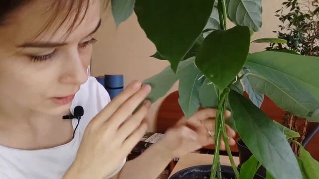 Заплетаем ростки больших авокадо, и сравниваем их с ростками обычных смотреть онлайн