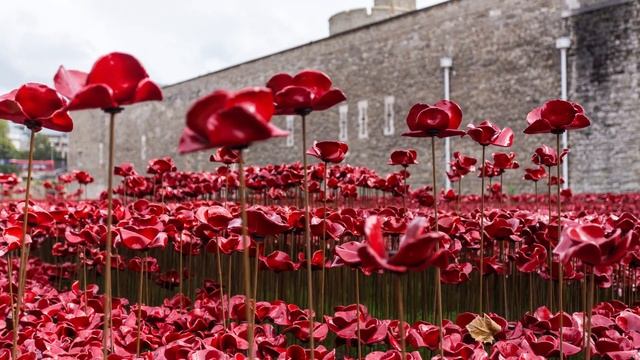 The Tower of London Poppies смотреть онлайн