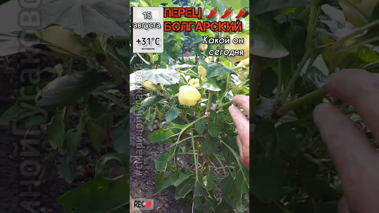 ЧТО С ПЕРЦЕМ СЕЙЧАС? Слизней уничтожила поздно, ПЕРЕЦ еще зеленый. Часть 3-я 15 августа смотреть онлайн