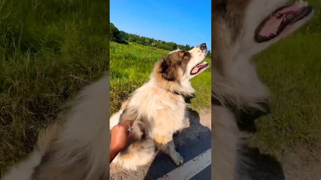 Когда у кавказкой овчарки Балу началась линька… смотреть онлайн