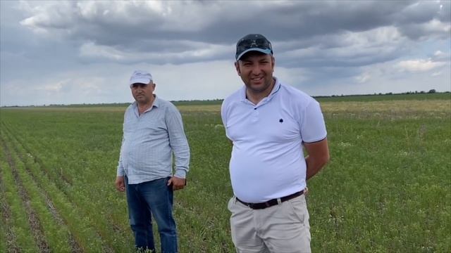 Консилиум на поле смотреть онлайн