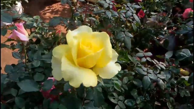 3 - Rose Nursery Visit || Episode. 1 || Rose Garden || Rose Era смотреть онлайн