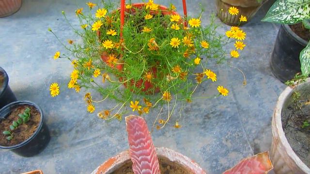 My Garden Shopping Plants Update | Urdu/Hindi смотреть онлайн