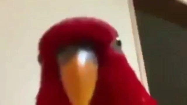 Красный попугай смотрит в камеру @ogreee смотреть онлайн