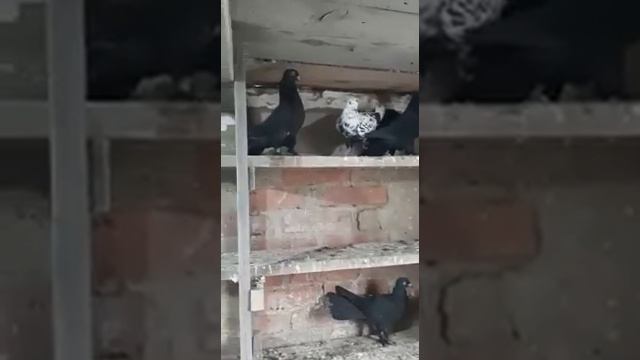 Голуби Краснодарский край Широкохвостые смотреть онлайн