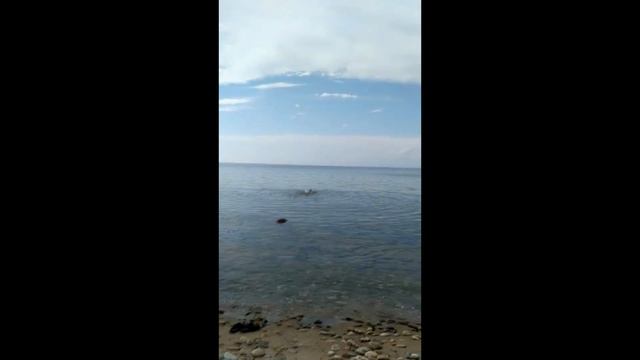 Байкал. Мой заплыв на Байкале август 2018 года. смотреть онлайн