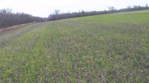 Озимая пшеница пожелтела! Ранний срок сева, азот, влага, клещ???Не переживаем раньше времени.