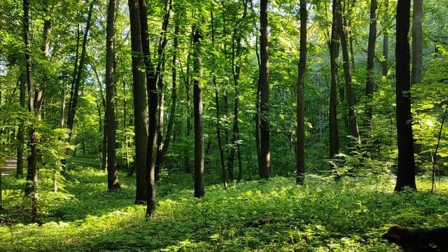 Лучи солнца среди леса смотреть онлайн