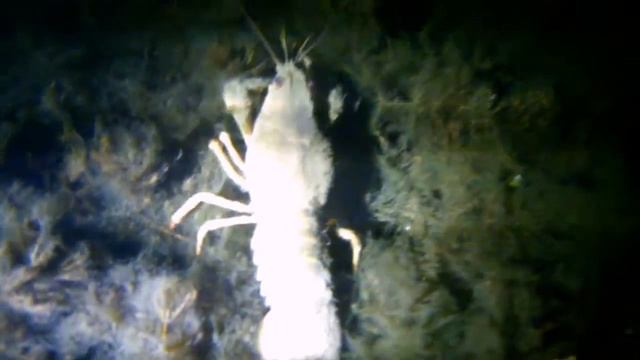 Подводная охота на Москва реке с моим другом Сергеем! смотреть онлайн