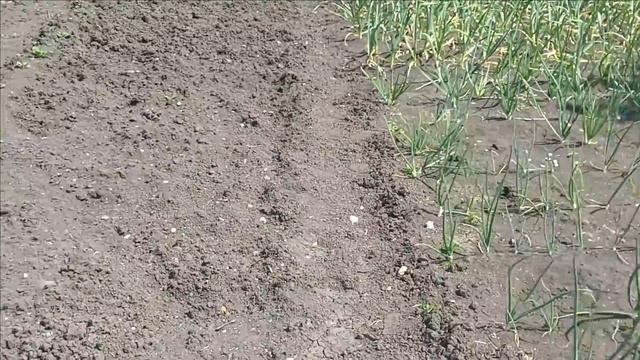 Каждый День, Одно И Тоже..//  О Тулипе ( ответ на вопрос зрительницы )