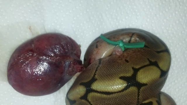 How to deal with unabsorbed yolk! Ball Pythons смотреть онлайн