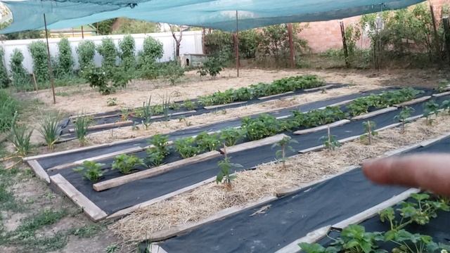 Заказал малину сорт Маравилла. смотреть онлайн