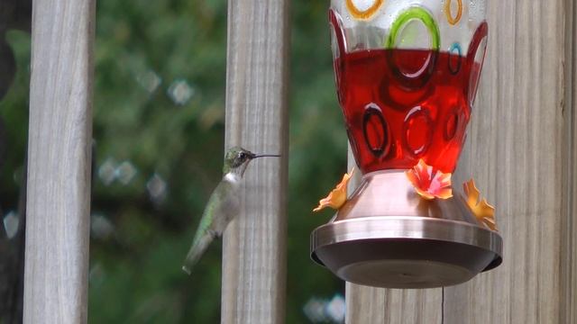 Flight of the Hummingbird смотреть онлайн