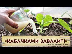 Пустоцвета кабачков не будет! Лить под корень не жалеть! урожай будет огромным! Подкормка кабачков