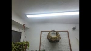 Вербейник монетчатый.Способ сохранение и уход зимой.Укоренение черенков.Ампельное растение для сада