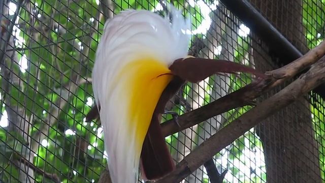 Bird of paradise, Bali safari and marine park, Indonesia смотреть онлайн
