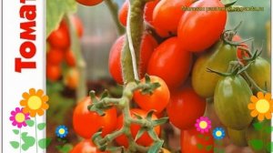 Томат Леденец. Краткий обзор, описание характеристик solanum lycopersicum Ledenetc