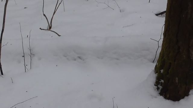 Охота с лайками на куницу. На тех же оврагах, или, совиный угол... смотреть онлайн