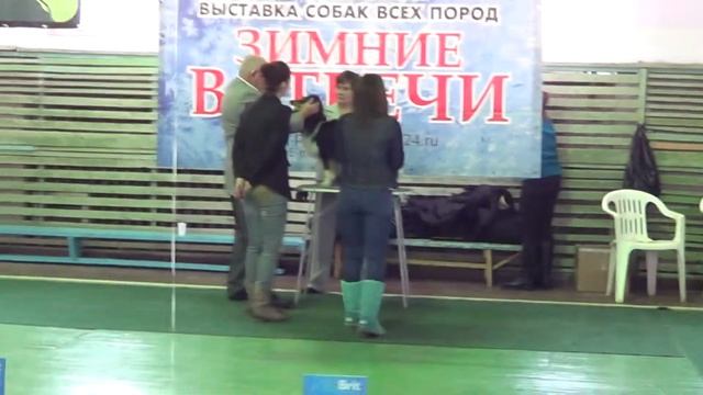 ВЫставка собак 10 февраля Ринг шелти часть 1 смотреть онлайн
