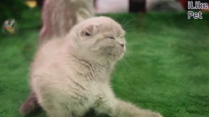 6 особенностей ухода за шотландской вислоухой кошкой