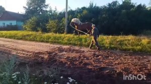 ЖЕРЕБЕЦ БАСТИОН И ЗАРИНА ИХ ПЕРВАЯ ВСТРЕЧА +18