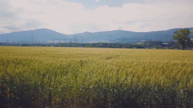 Весы в год Кота - характер смотреть онлайн