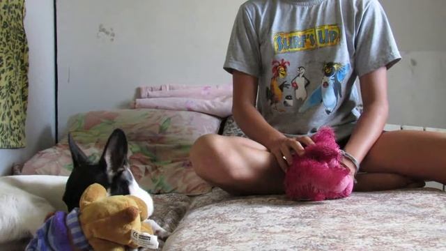 Режим дня собаки❤ смотреть онлайн