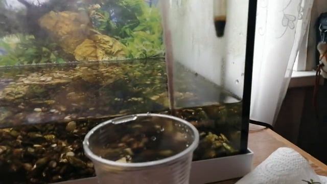 ЗАМЕНА ГРУНТА В ДЕЙСТВУЮЩЕМ АКВАРИУМЕ | ПЕРЕЗАПУСК АКВАРИУМА смотреть онлайн