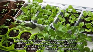 Как вырастить рассаду гвоздики — сроки и особенности посева