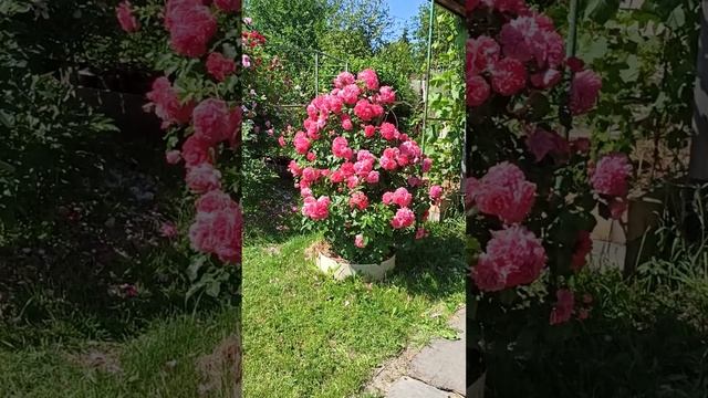 СЕРЕНАДА СЕВЕРНЫХ САДОВ. Плетистая роза РОЗАРИУМ ЮТЕРСЕН. смотреть онлайн