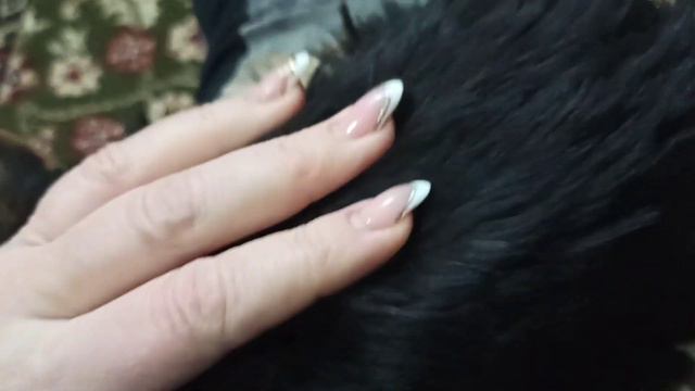 Банный день,обработала от клещей,как определить какого цвета будет щенок смотреть онлайн