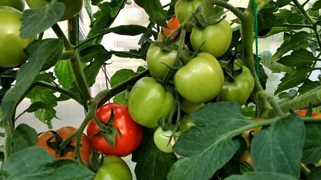 Томат Санька. Обзор сорта. Выращивание томата в Сибири. смотреть онлайн