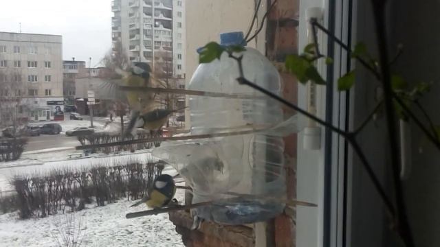 Кормушка (столовая) для птиц смотреть онлайн