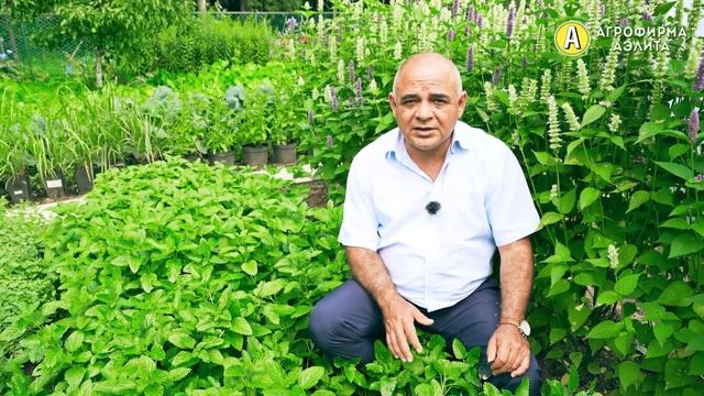 СЛАДКИЙ СОН – Мелисса с Лимонным Ароматом смотреть онлайн