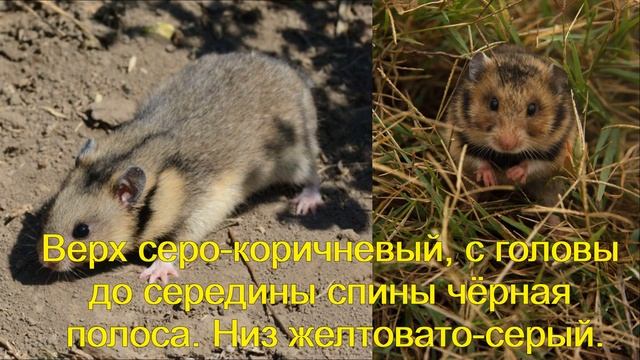 Хомяки. Виды хомяков в дикой природе. Часть 1 смотреть онлайн