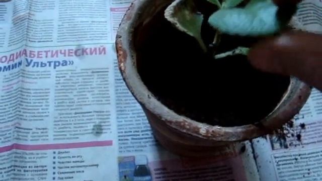 Мяты Посадка домашней после укоренения в новый горшочек. смотреть онлайн