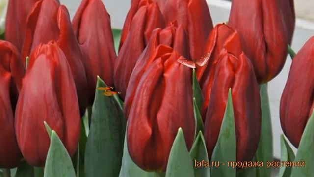 Тюльпан обыкновенный Стронг Лав (tulipa tyulpan) ? обзор: как сажать, луковицы тюльпаны Стронг Лав смотреть онлайн