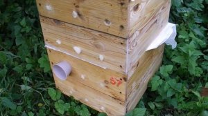в какое время лучше делать отводки пчел, весной или летом и почему