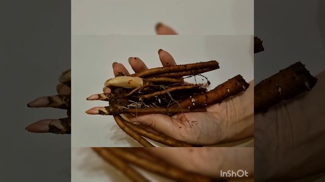 Садовые истории