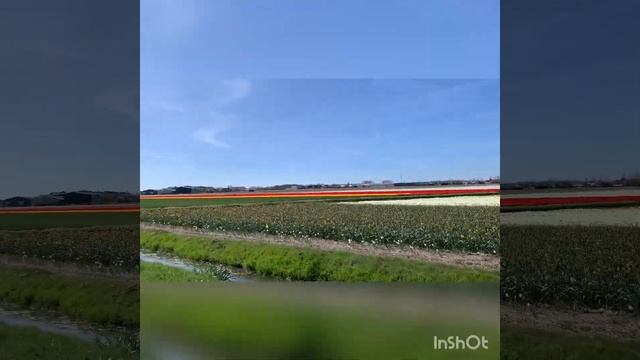 прогулка на велосипеде по полям в Амстердаме смотреть онлайн