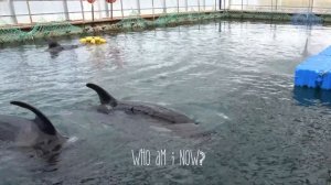 ПЛАЧ ДИКОГО РУССКОГО КИТЁНКА В ТЮРЬМЕ И УДЕРЖАНИЕ КИТОВ В НЕВОЛЕ