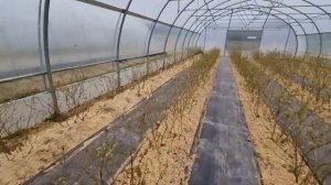 Голубика в теплице