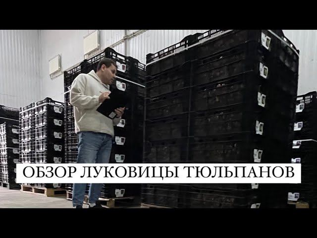 Луковица тюльпанов оптом. Выгона тюльпанов сезон 23/24 смотреть онлайн