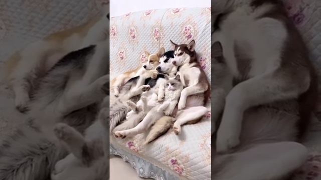 Семейный просмотр смотреть онлайн
